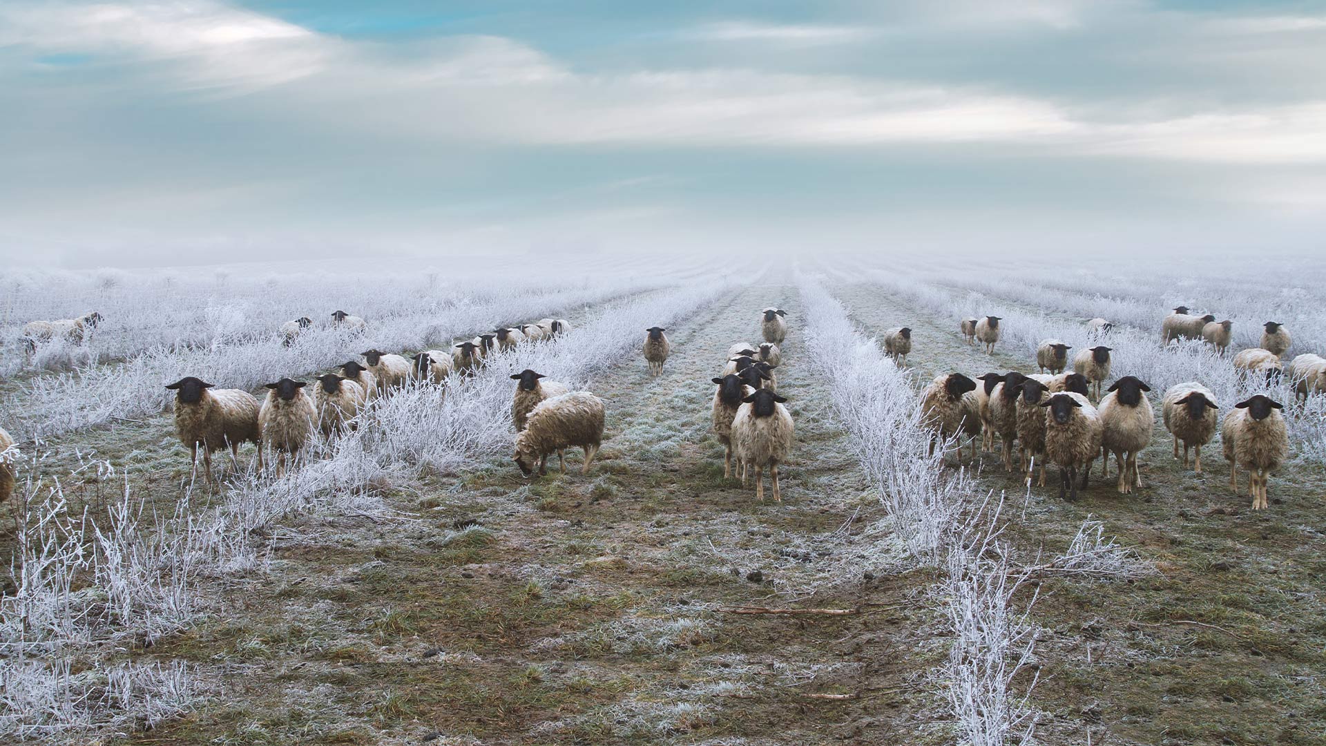 Schafherde auf Feld