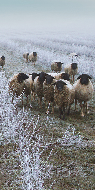 Schafherde auf Feld